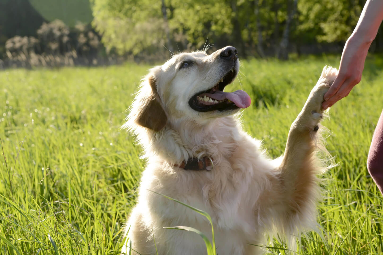 Dog in field